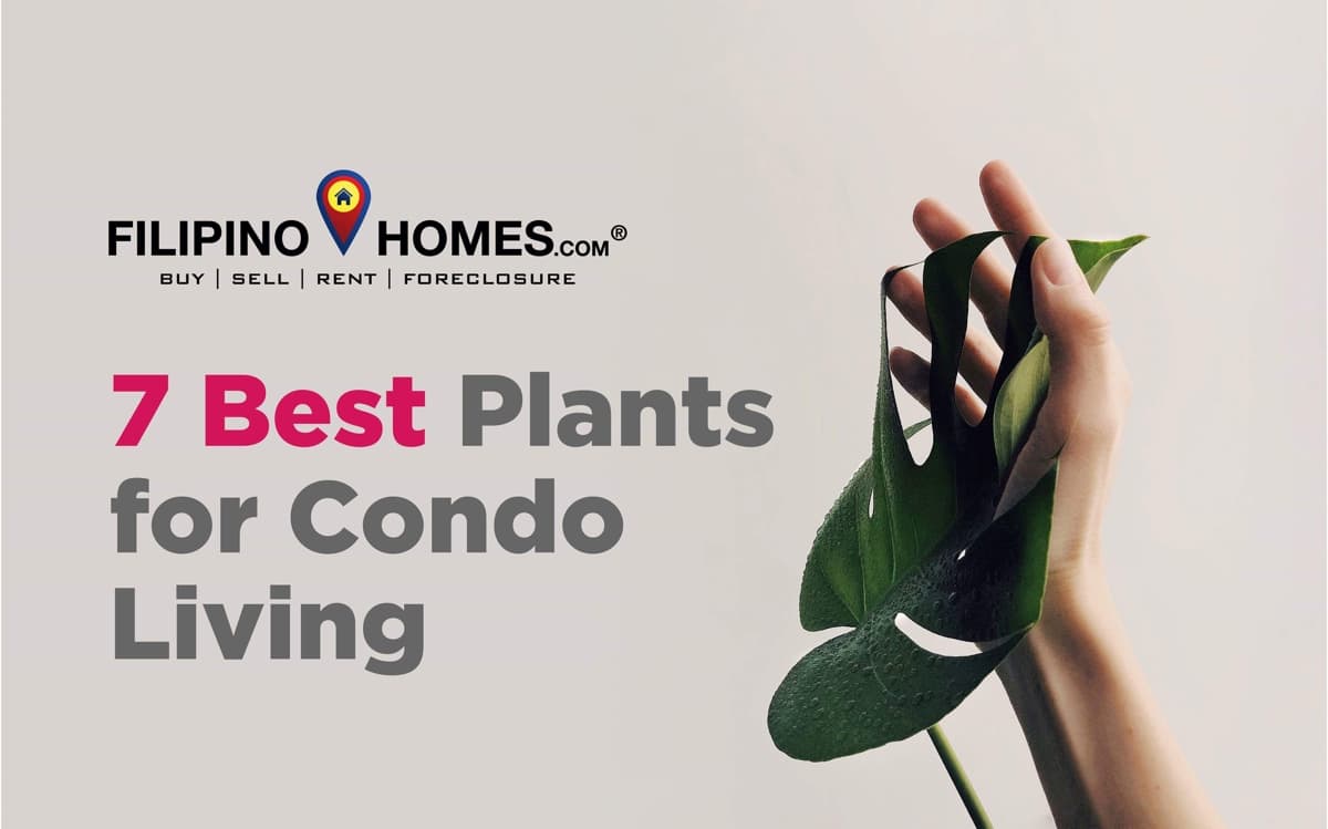 7 Best Plants for Condo Living