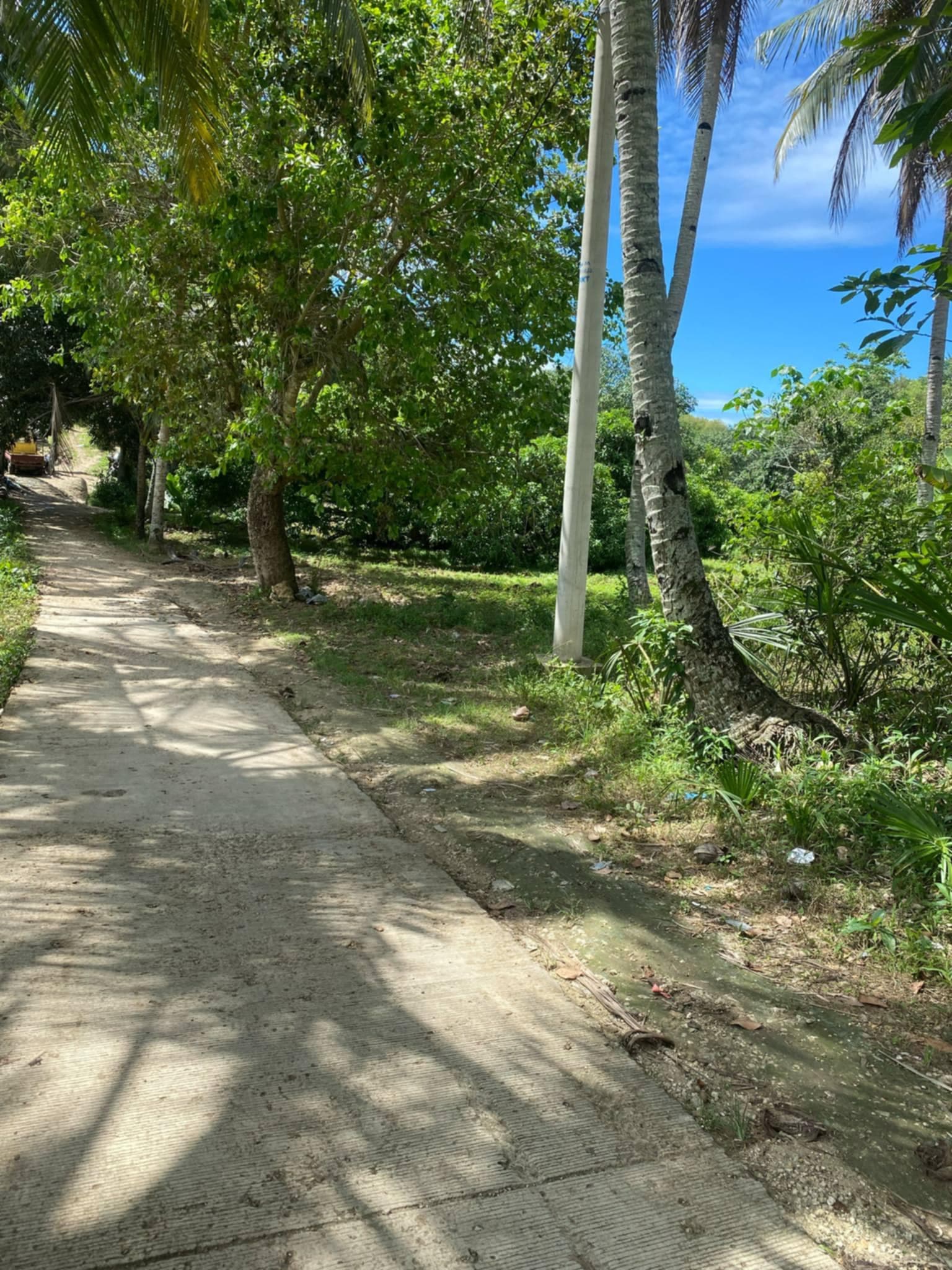 FARM LOT FOR SALE AT DANAO CITY CEBU - photo 3