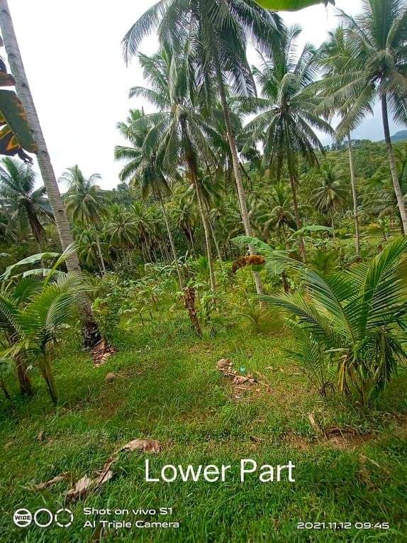 Agricultural Lot for Sale at pho500 per sq.m - photo 3