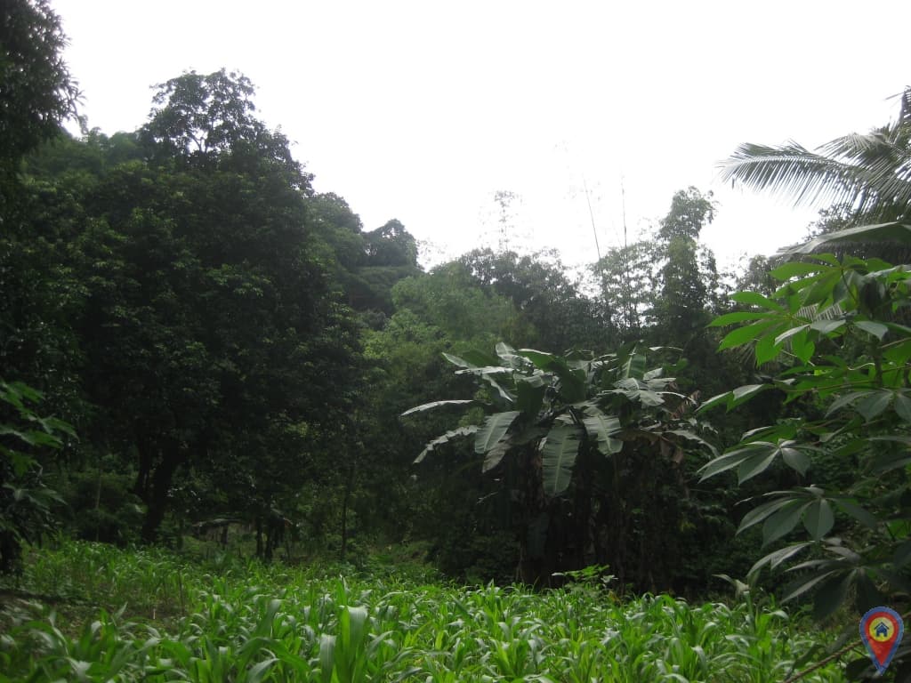 Lot for sale in Kalunasan, Cebu City for only Php1,500/sqm. - photo 4