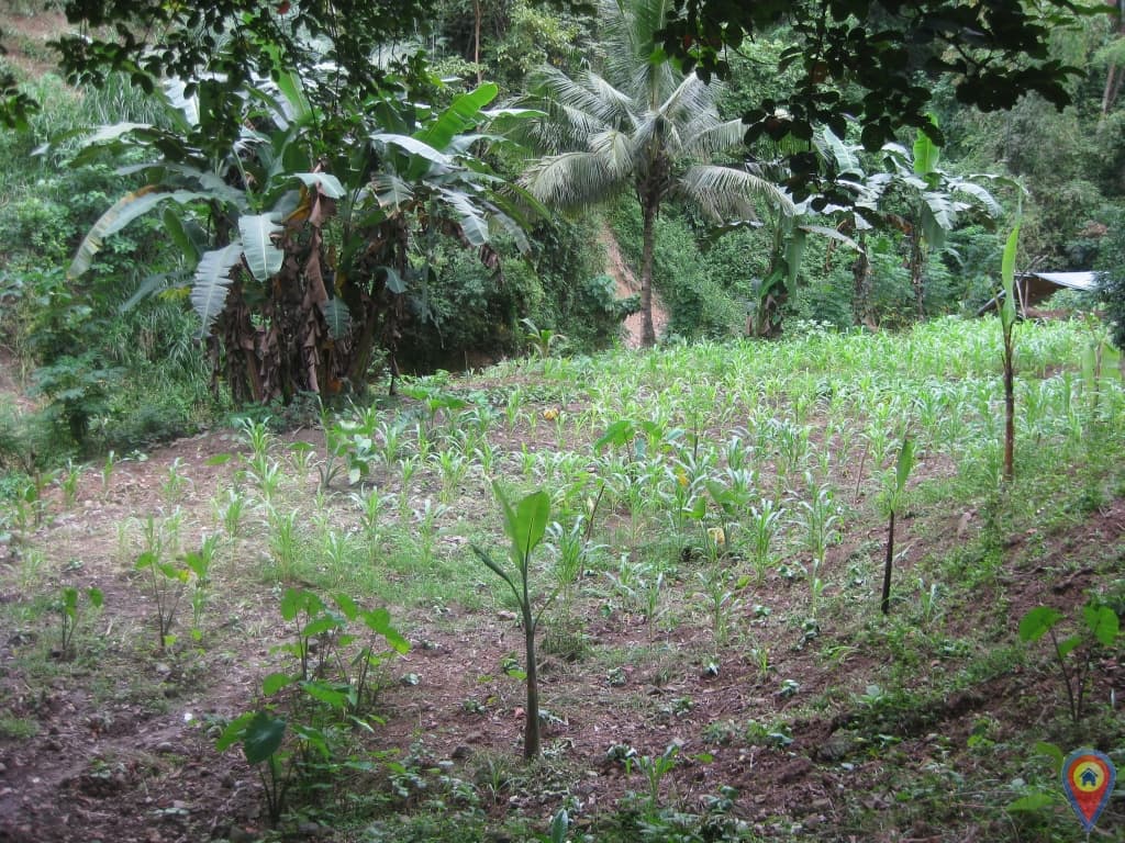 Lot for sale in Kalunasan, Cebu City for only Php1,500/sqm.