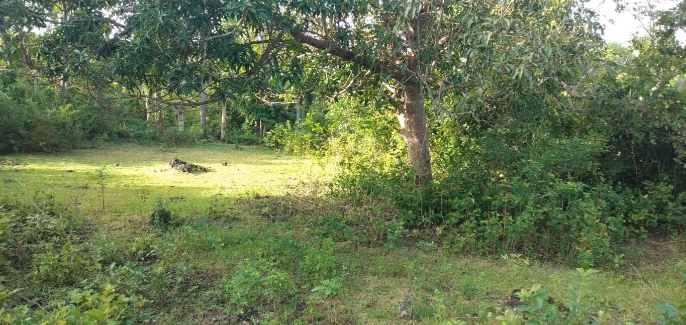 2,389 SQM LOT IN SAN REMIGIO, NORTH CEBU - photo 4