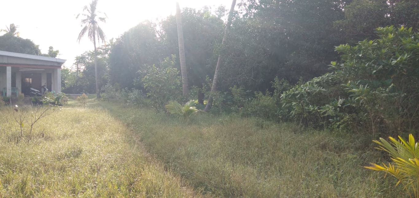 2,389 SQM LOT IN SAN REMIGIO, NORTH CEBU - photo 7