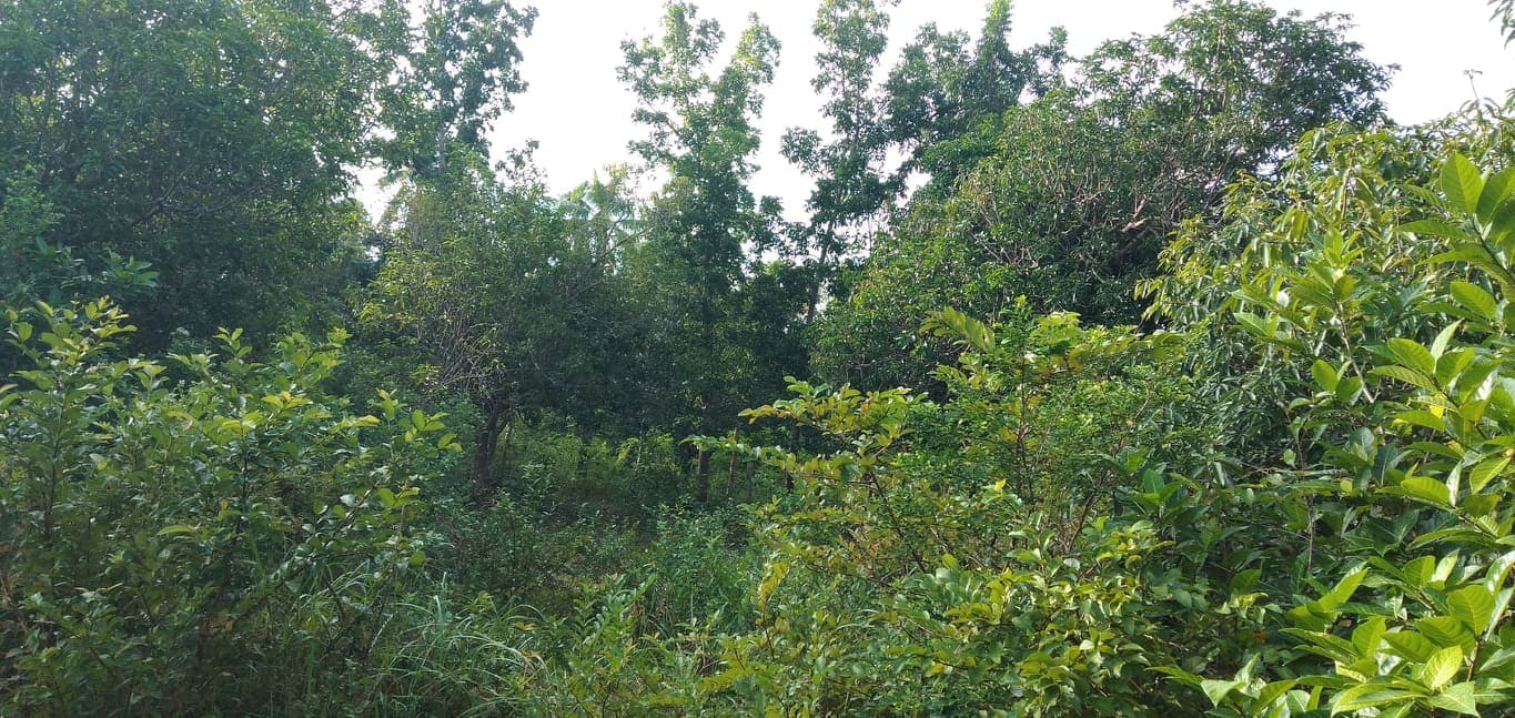 2,389 SQM LOT IN SAN REMIGIO, NORTH CEBU - photo 2