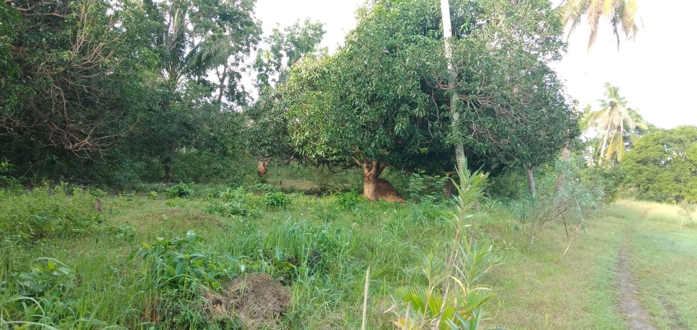 2,389 SQM LOT IN SAN REMIGIO, NORTH CEBU - photo 5