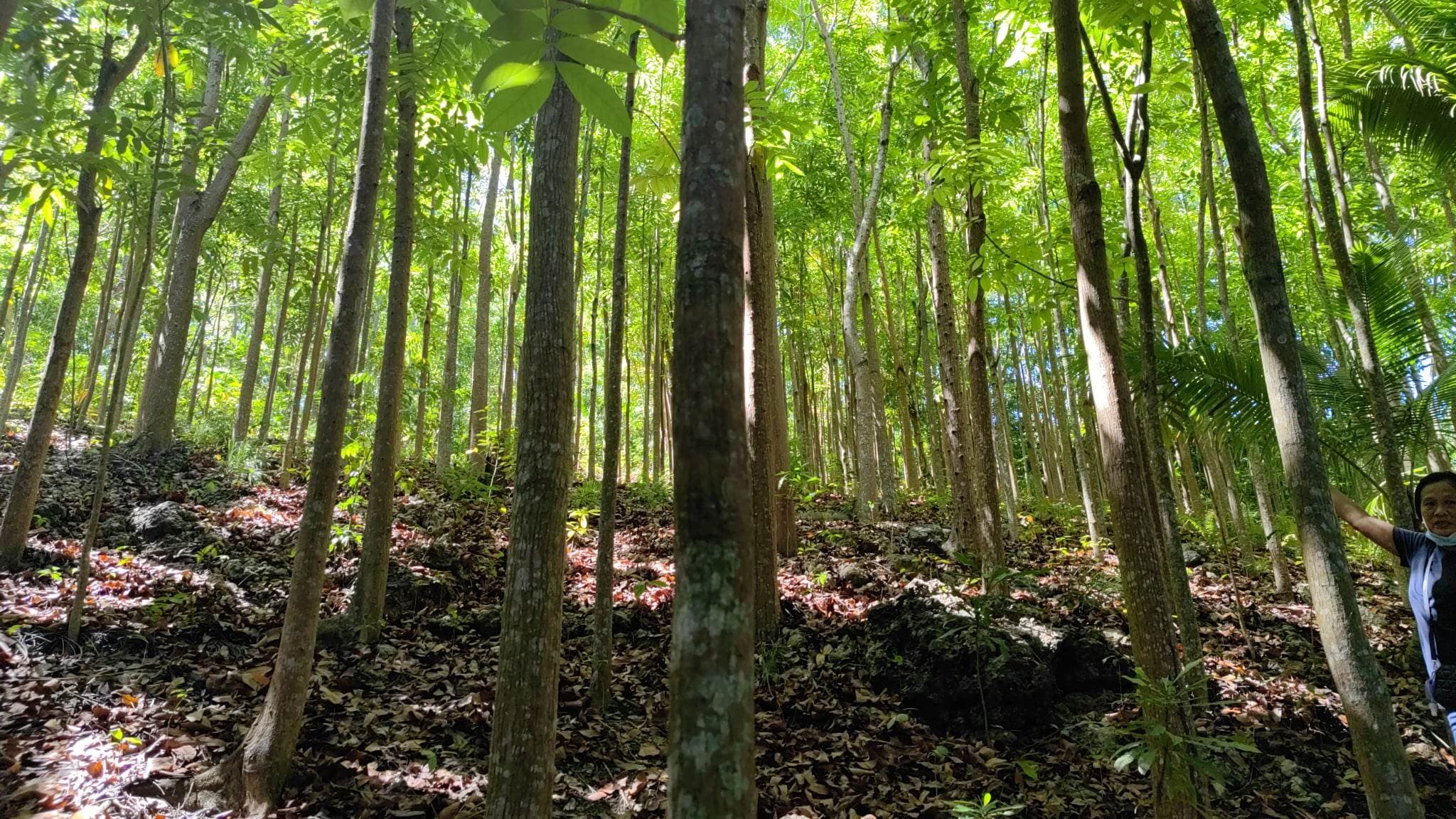 Lot For Sale with Mahogany trees in Danao City  - photo 3