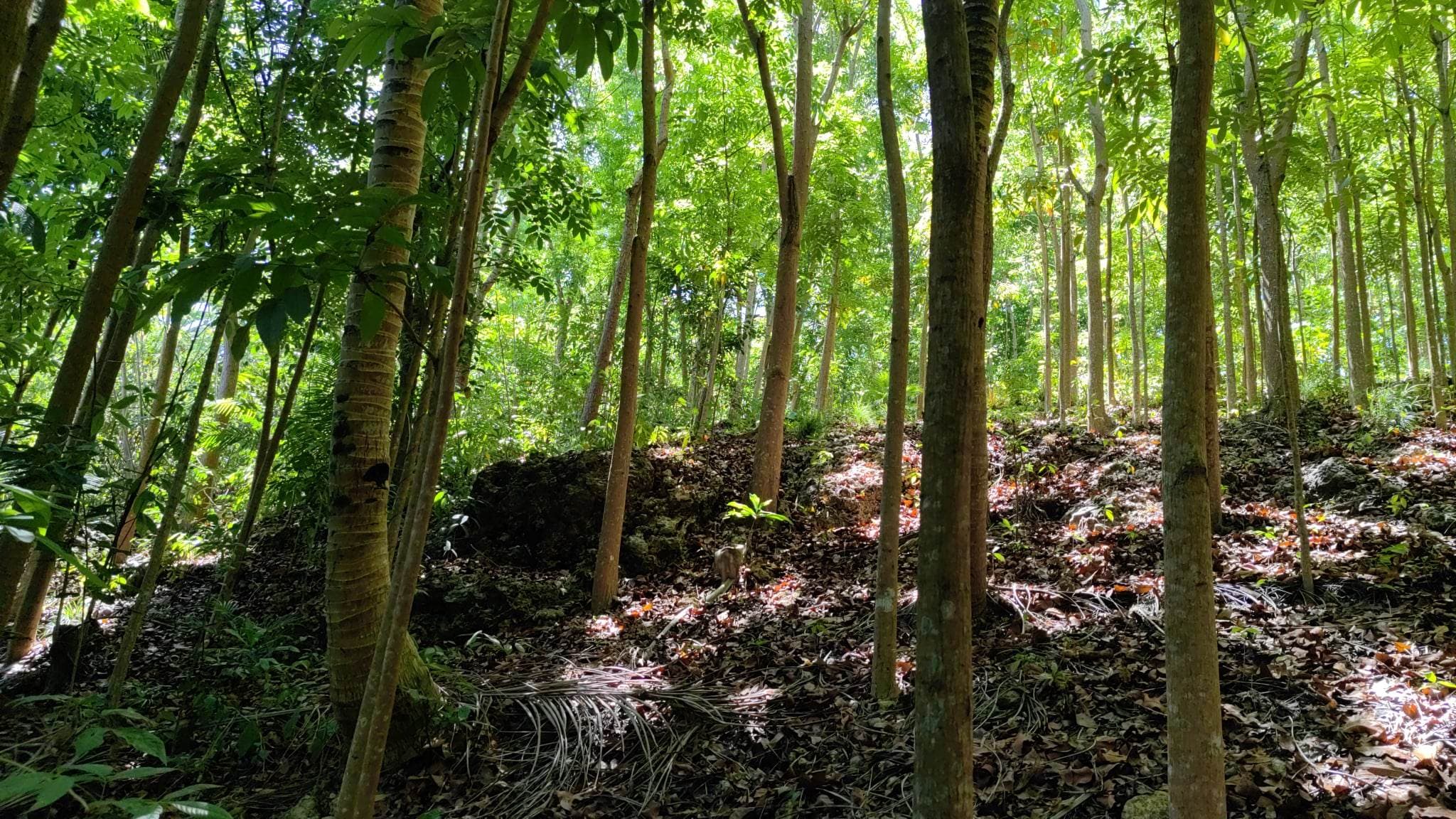 Lot For Sale with Mahogany trees in Danao City 