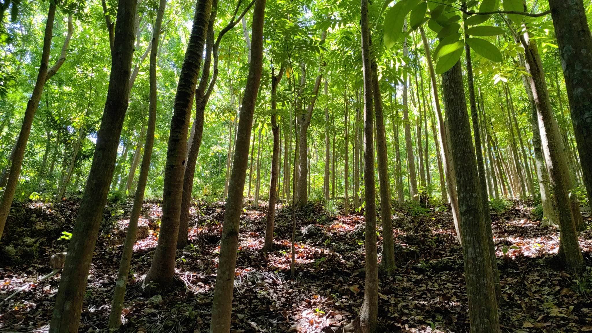 Lot For Sale with Mahogany trees in Danao City  - photo 2