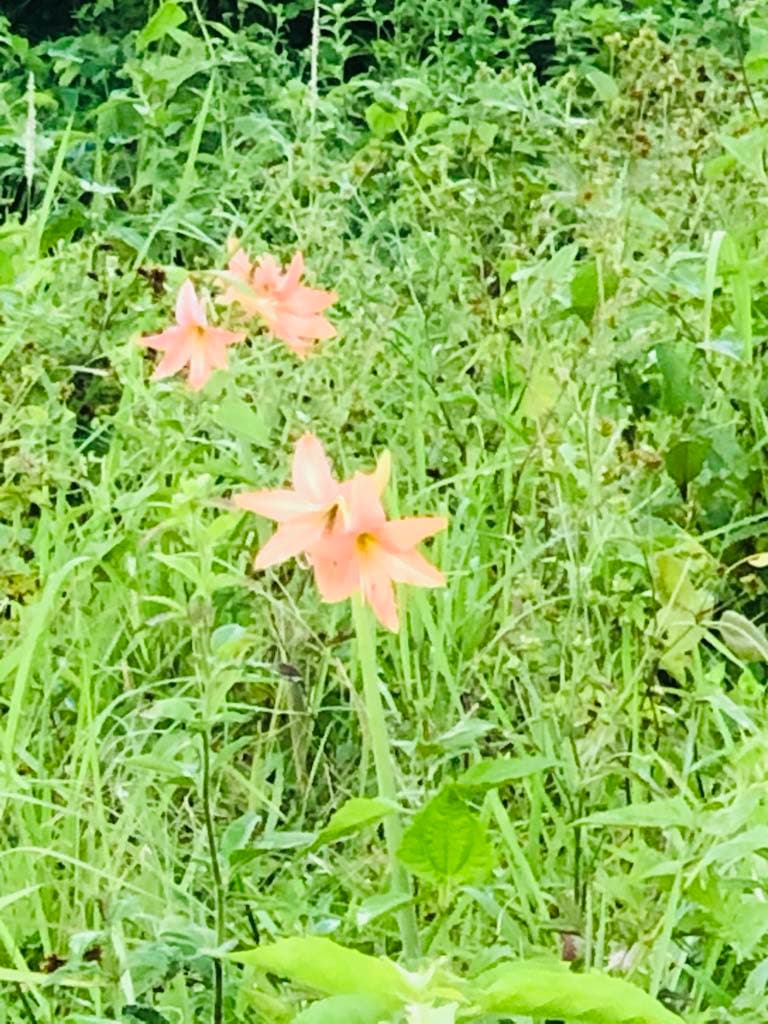 Agricultural Lot - photo 2