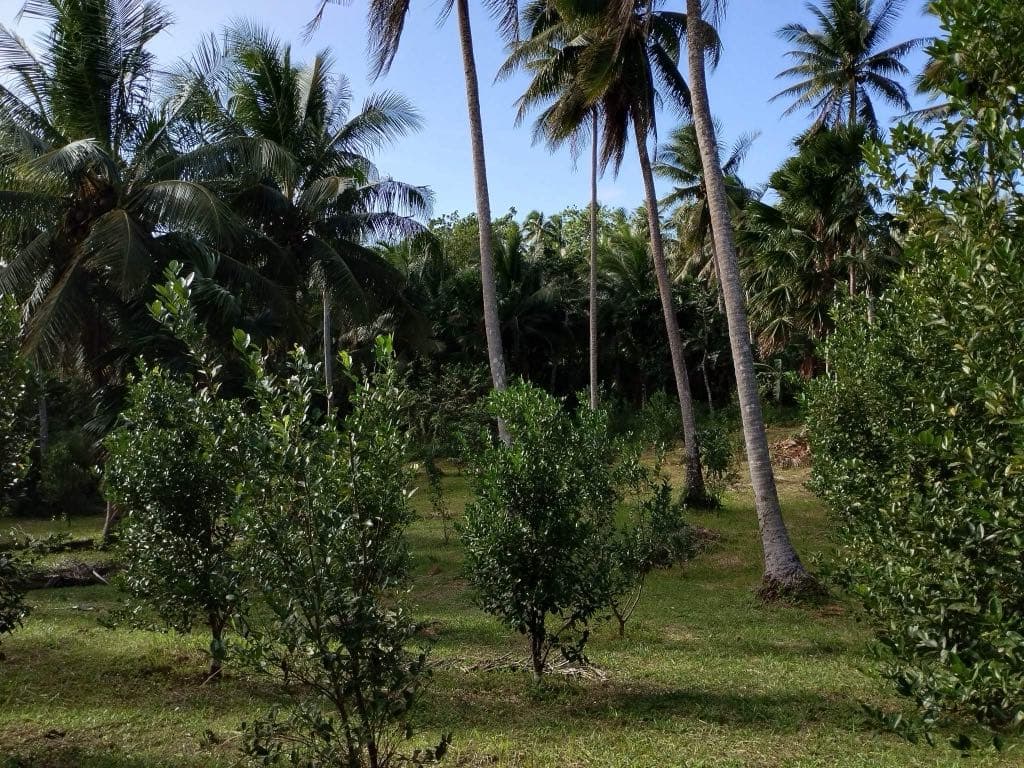 Agricultural Lot - photo 4