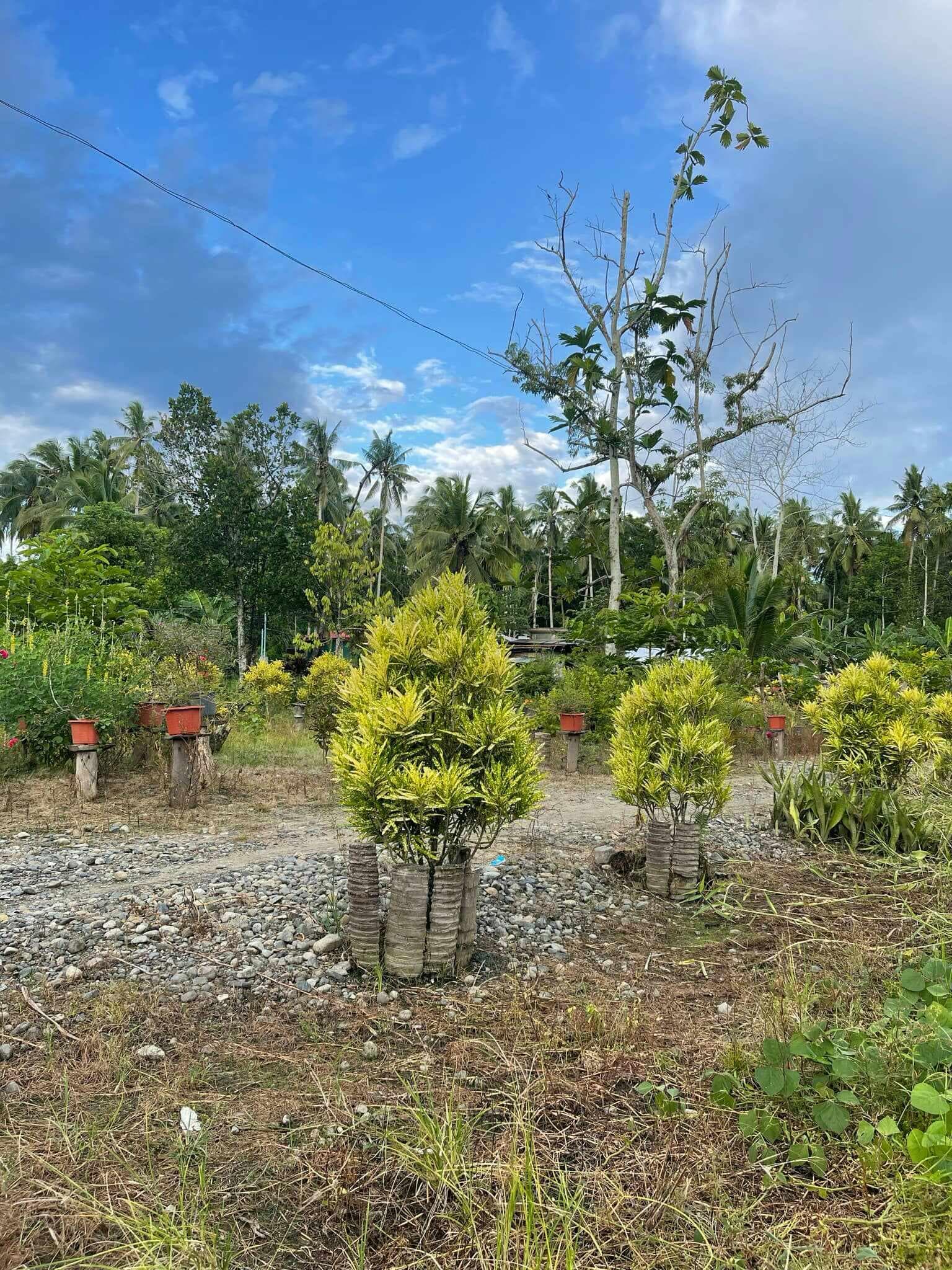 LOT FOR SALE AT TAGUM CITY - photo 2
