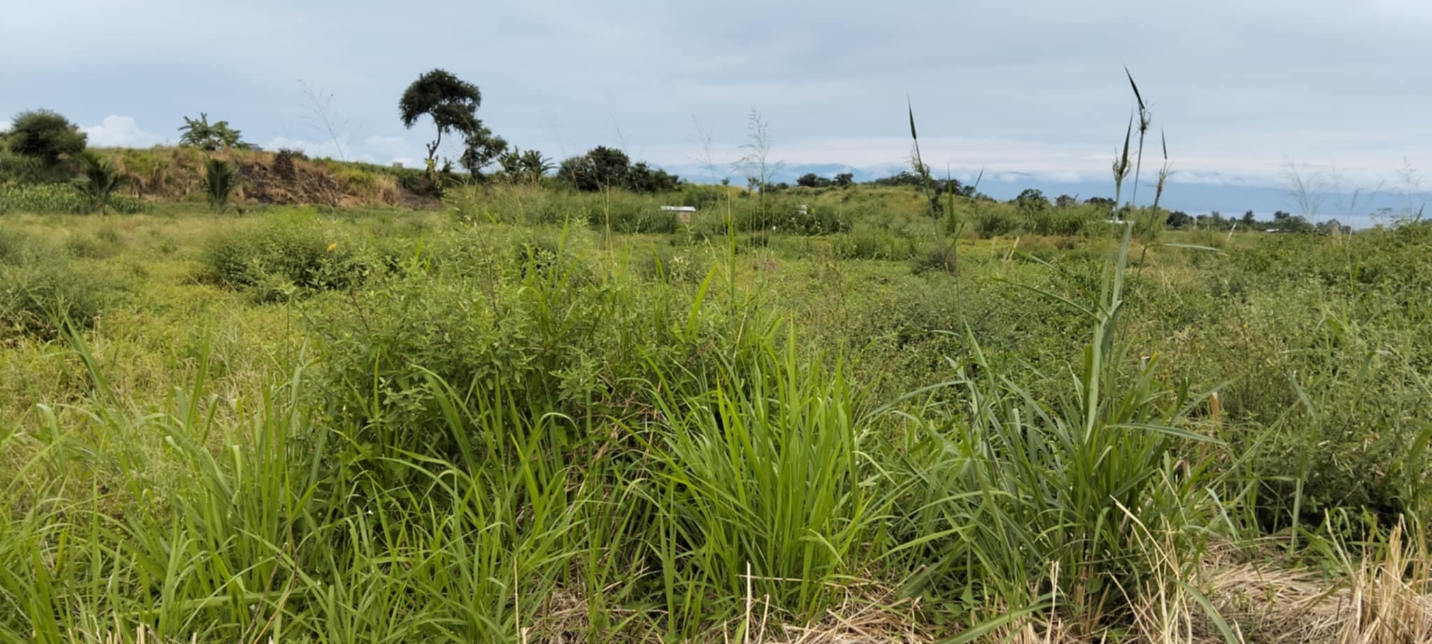 San Jose Lot - photo 3