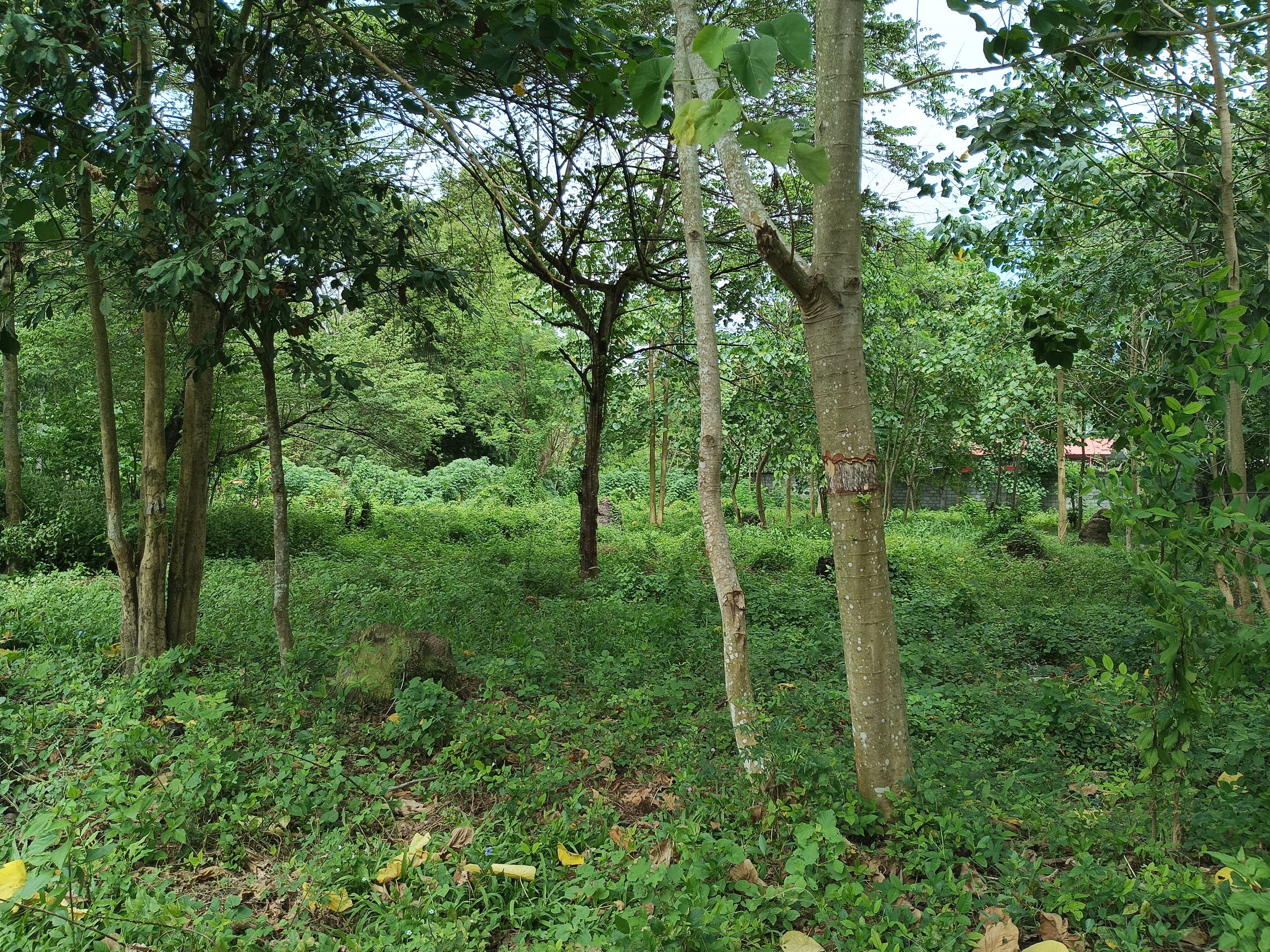 Lot for sale - photo 4