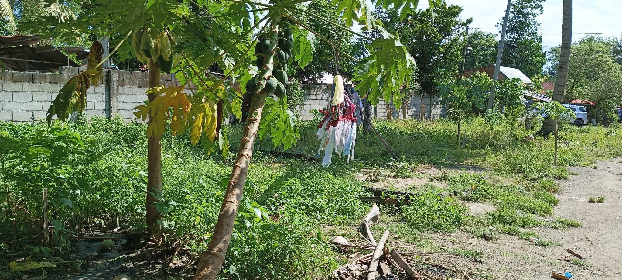 Lot for sale - photo 2