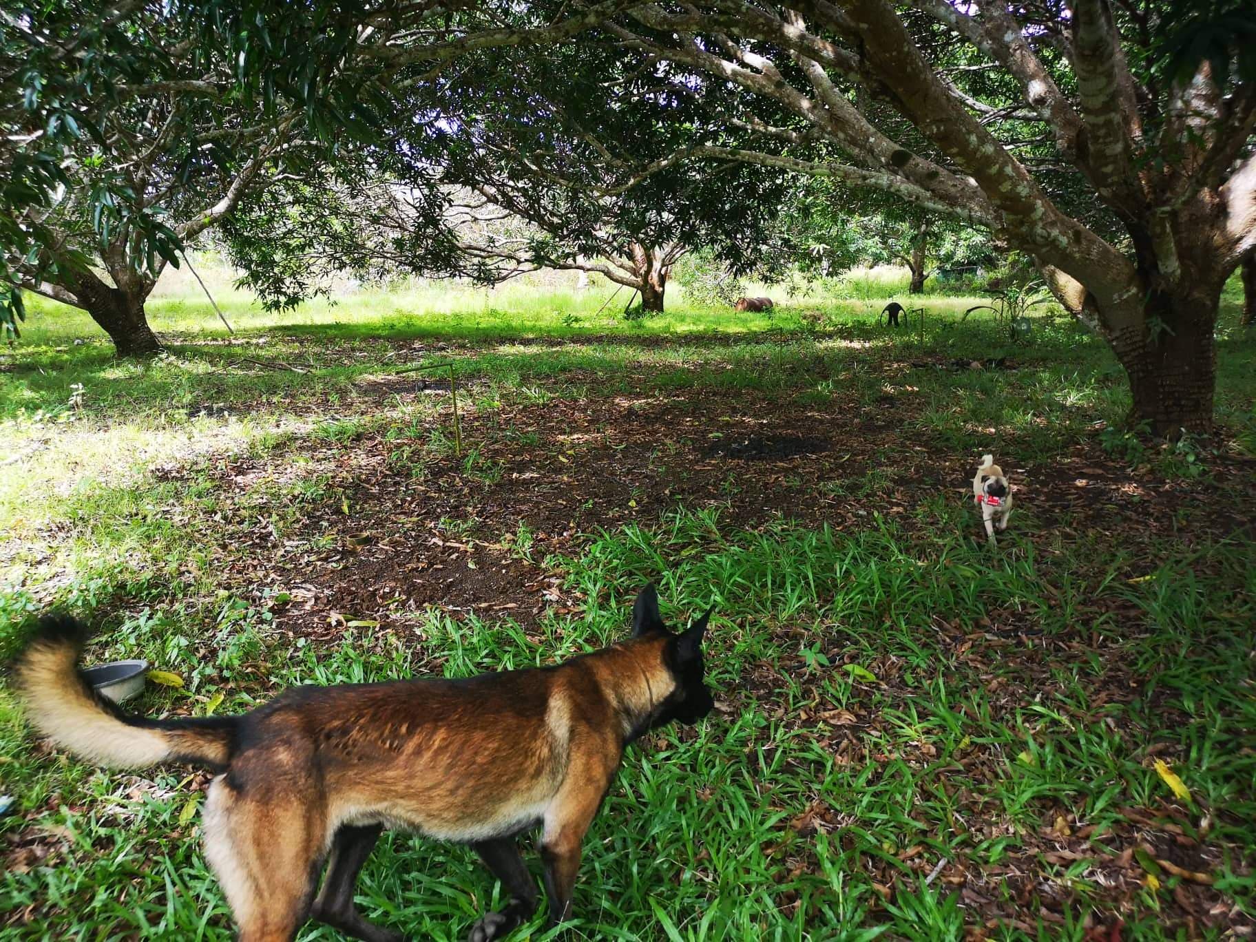 Property for Sale in panglao - photo 6