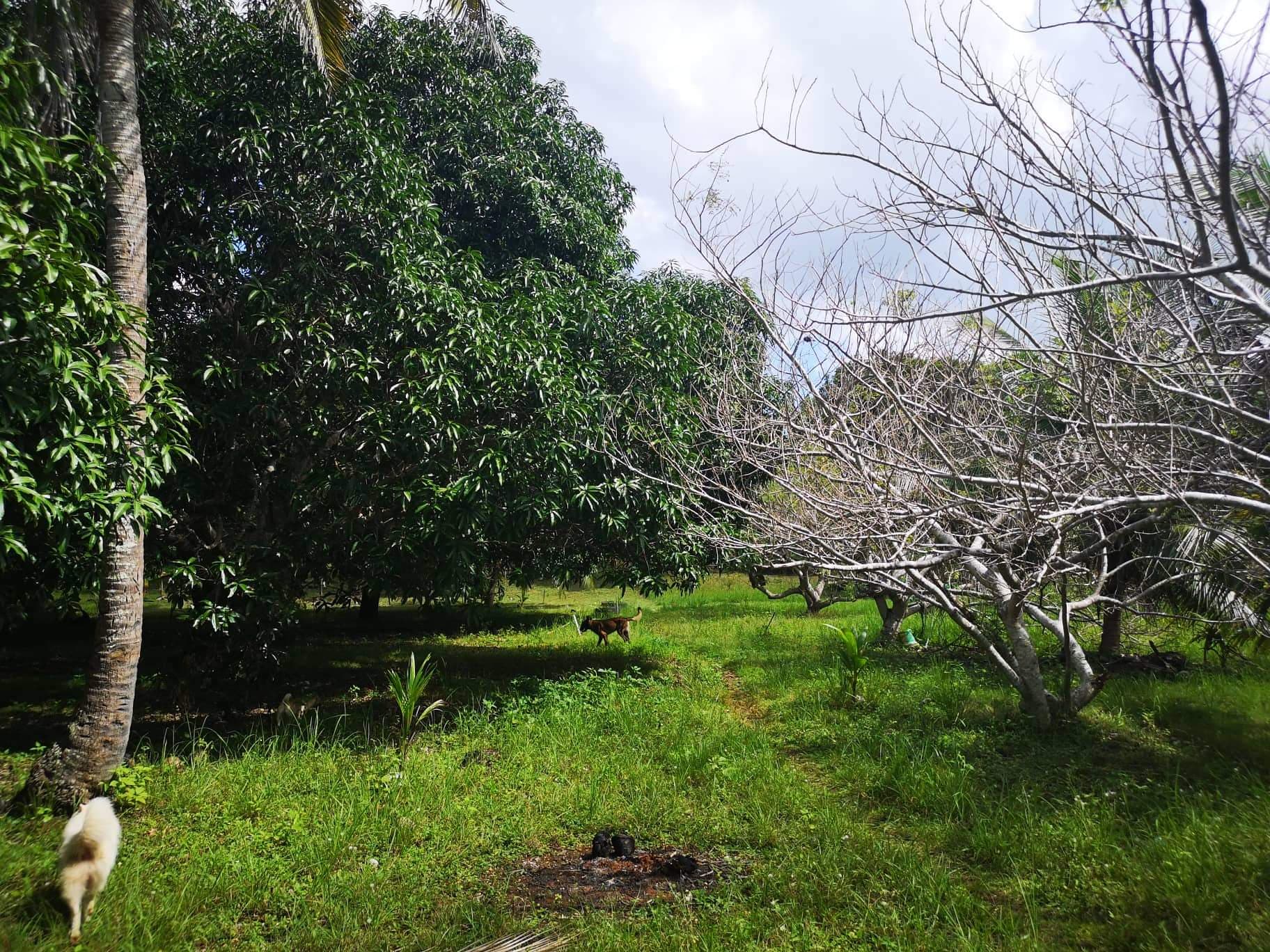 Property for Sale in panglao - photo 3