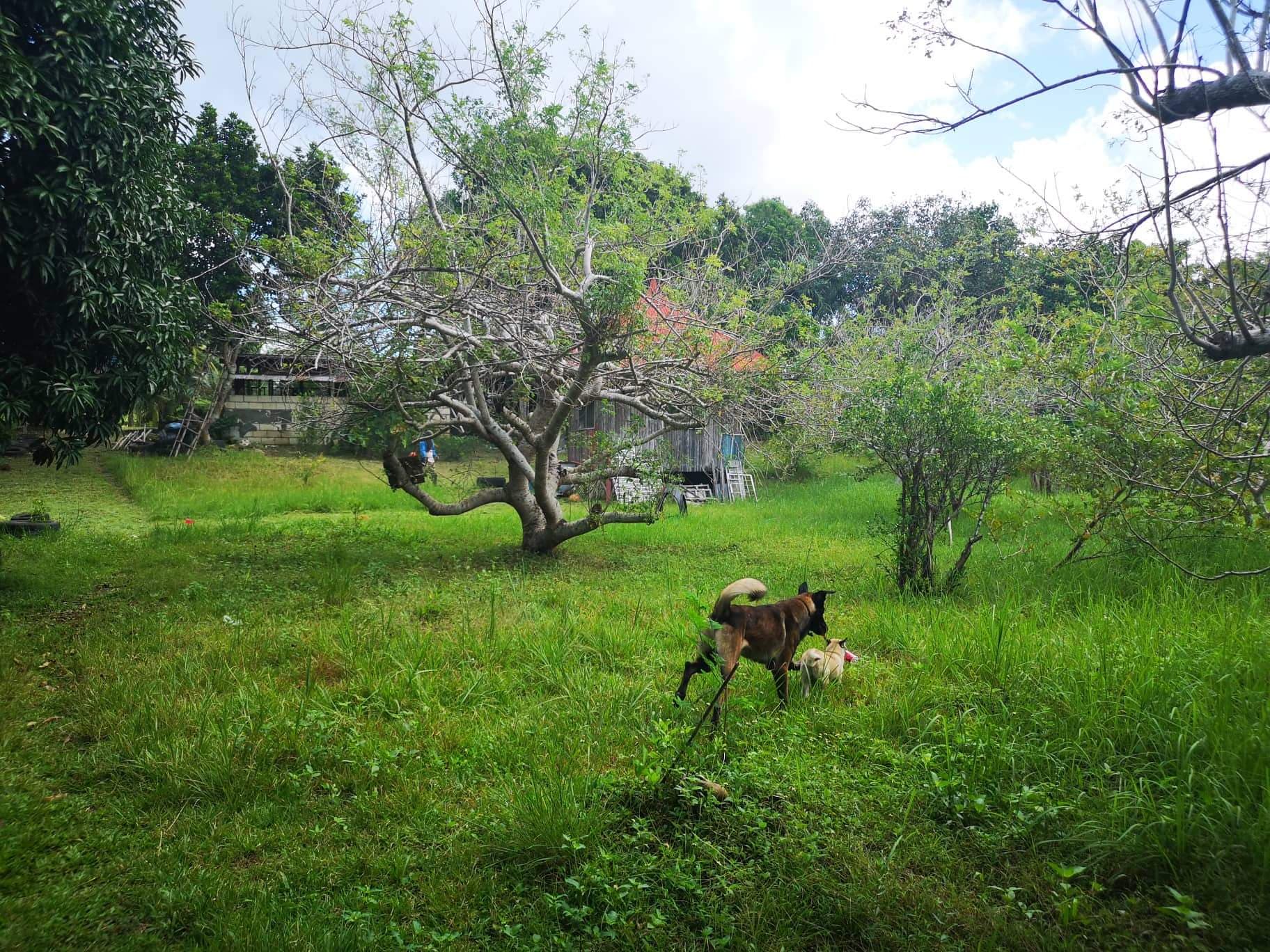 Property for Sale in panglao - photo 2