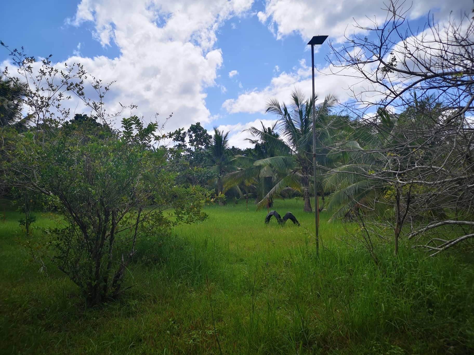 Property for Sale in panglao - photo 5