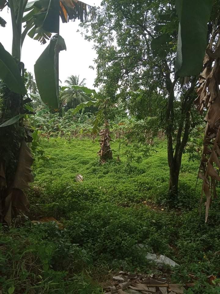 Western Cebu Properties -1 - photo 5