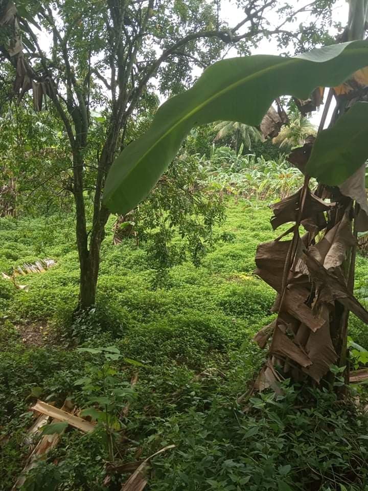 Western Cebu Properties -1 - photo 3