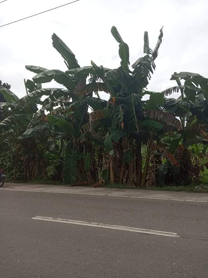 Western Cebu Properties -1