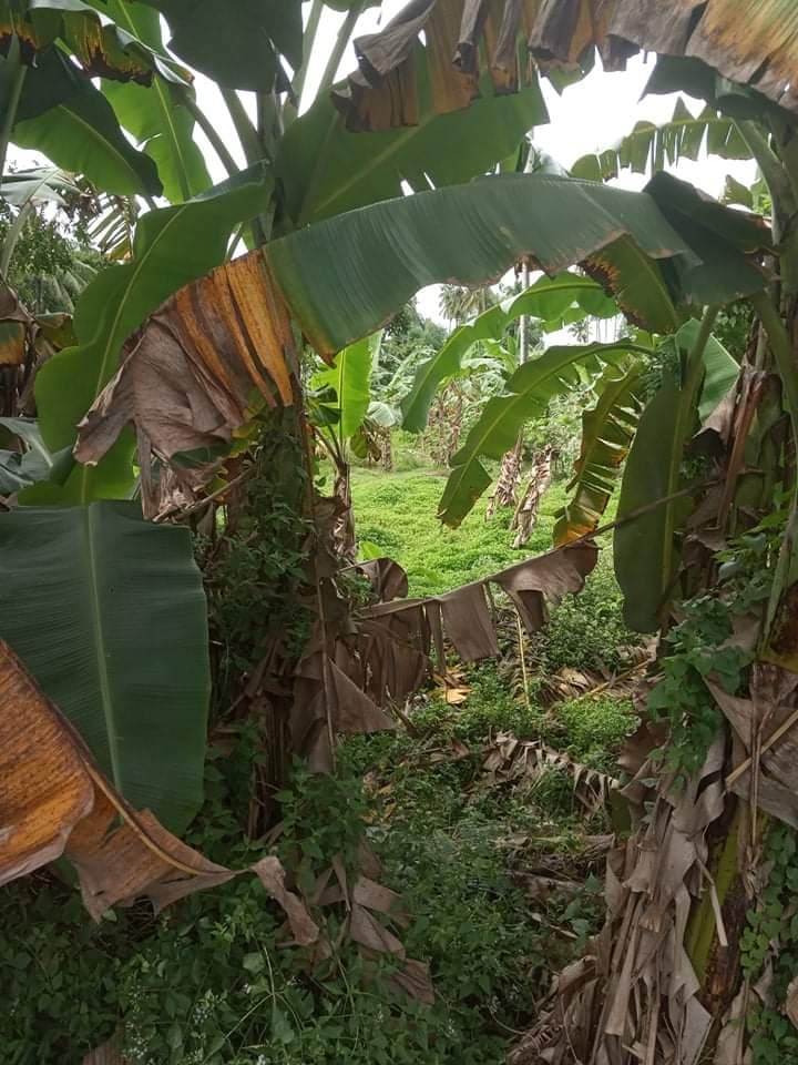 Western Cebu Properties -1 - photo 2