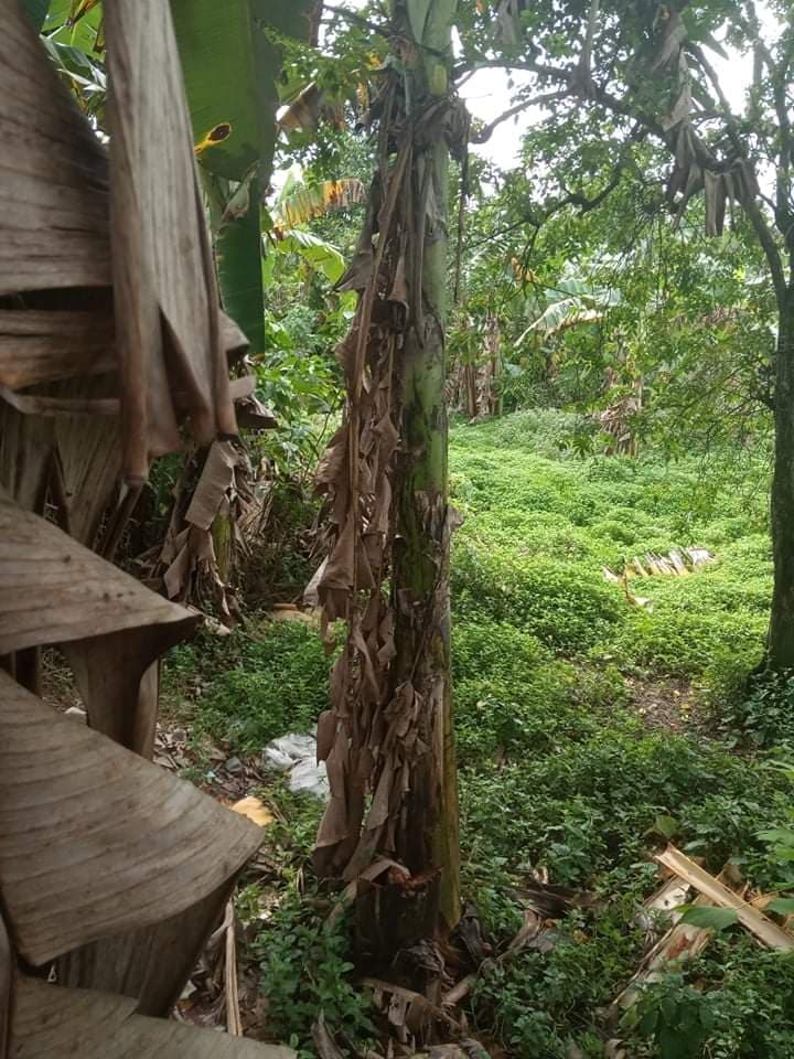 Western Cebu Properties -1 - photo 4