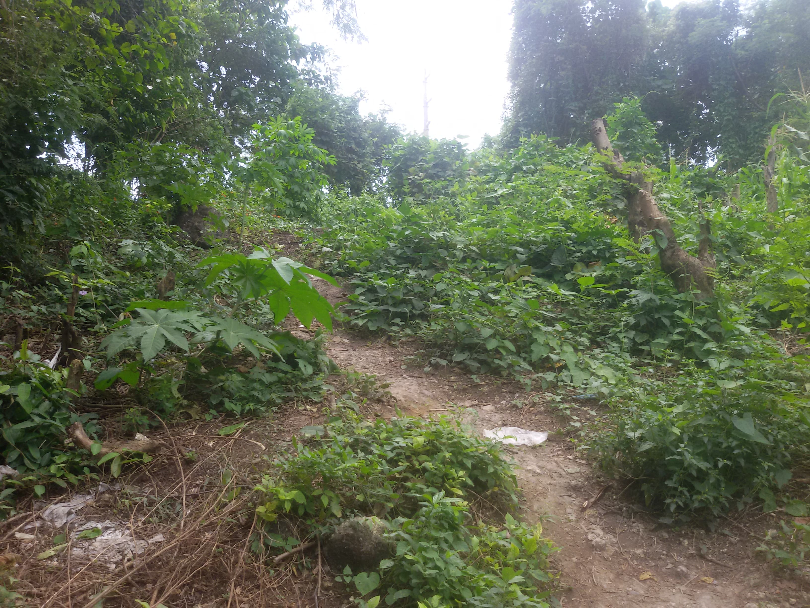 AltaVista private lot - photo 5