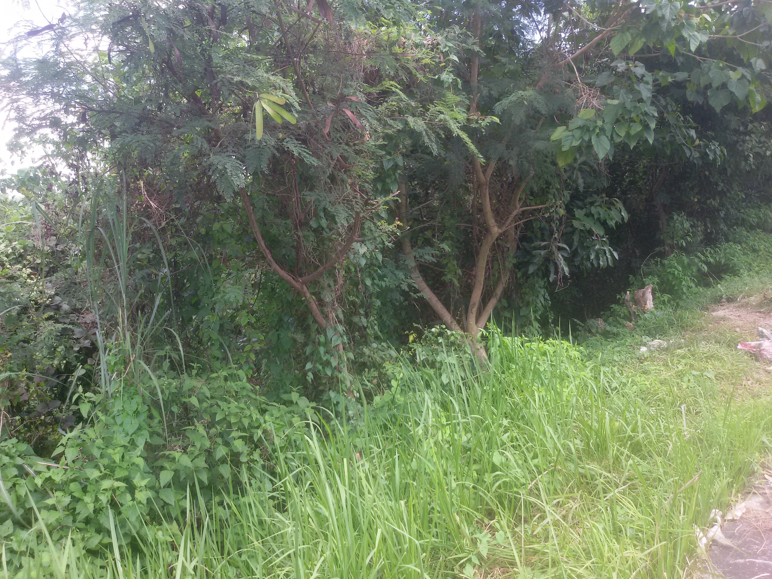 AltaVista private lot - photo 3