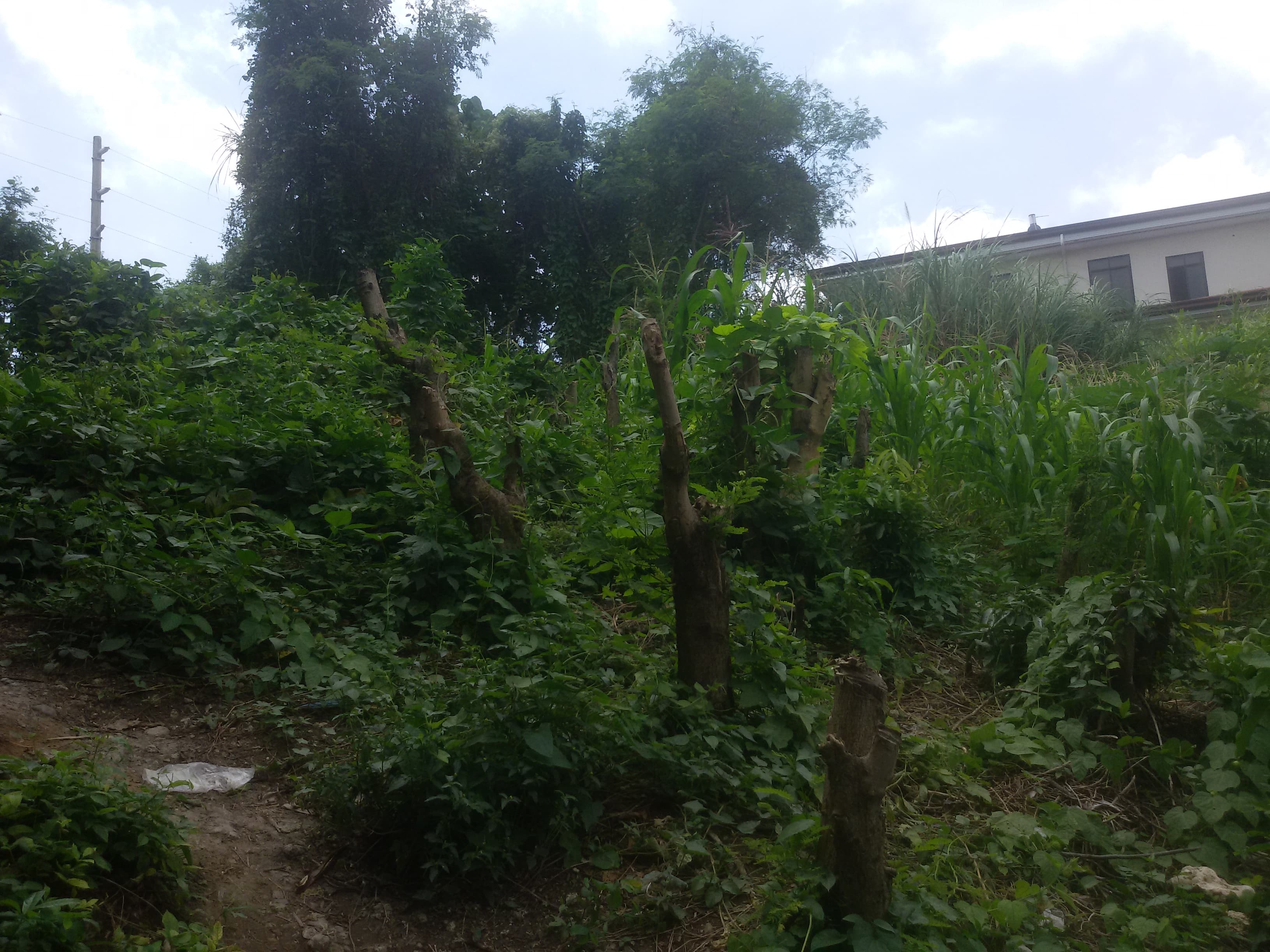 AltaVista private lot - photo 4