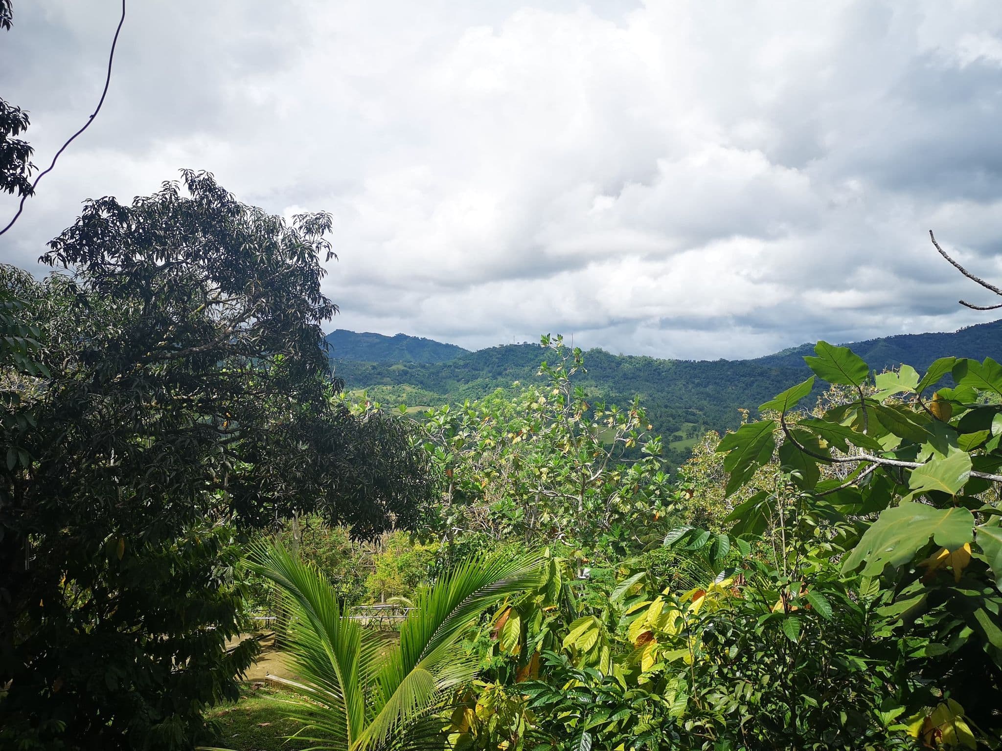 Paril Farm for SALE Cebu City - Titled Property - photo 3