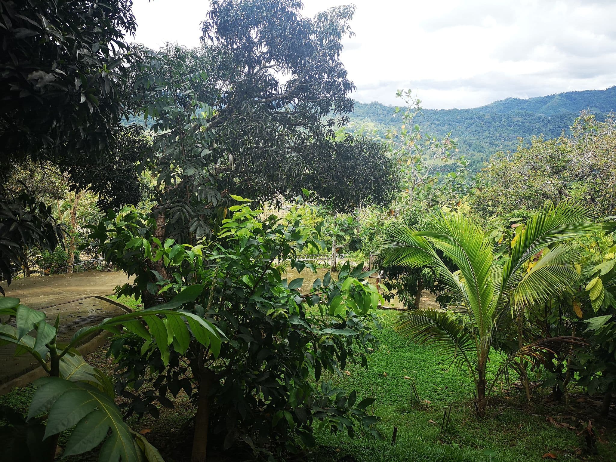 Paril Farm for SALE Cebu City - Titled Property - photo 6