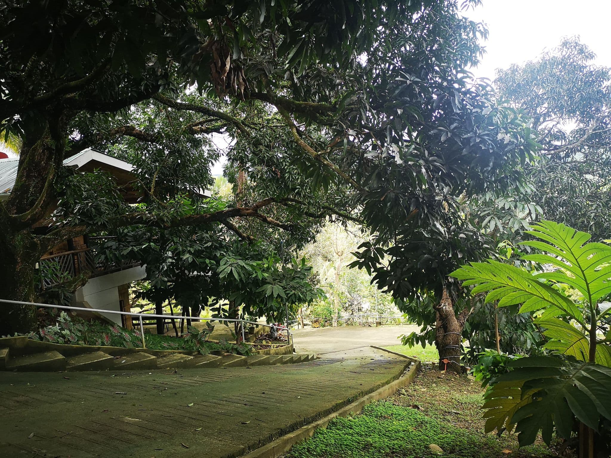 Paril Farm for SALE Cebu City - Titled Property - photo 4