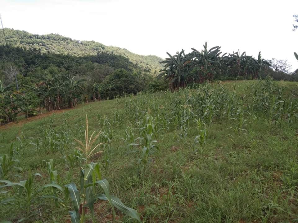 FOR SALE : 24, 728 SQM FARM LOT IN PINAMUNGAJAN - photo 3