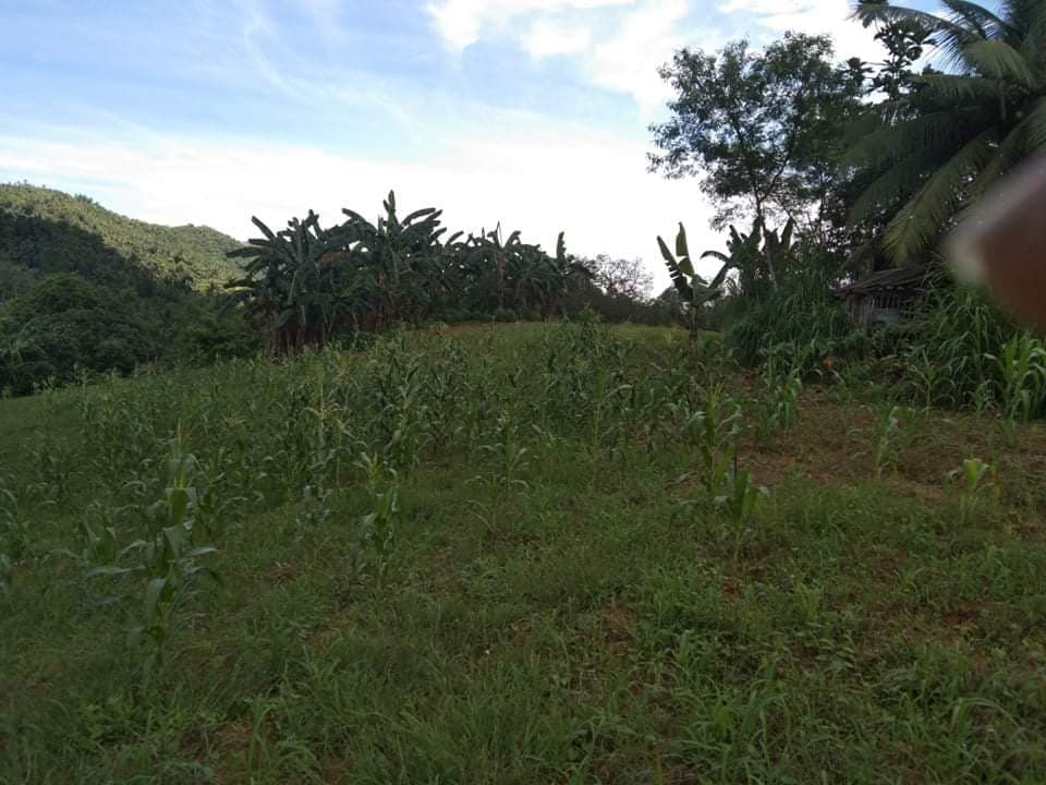 FOR SALE : 24, 728 SQM FARM LOT IN PINAMUNGAJAN - photo 2