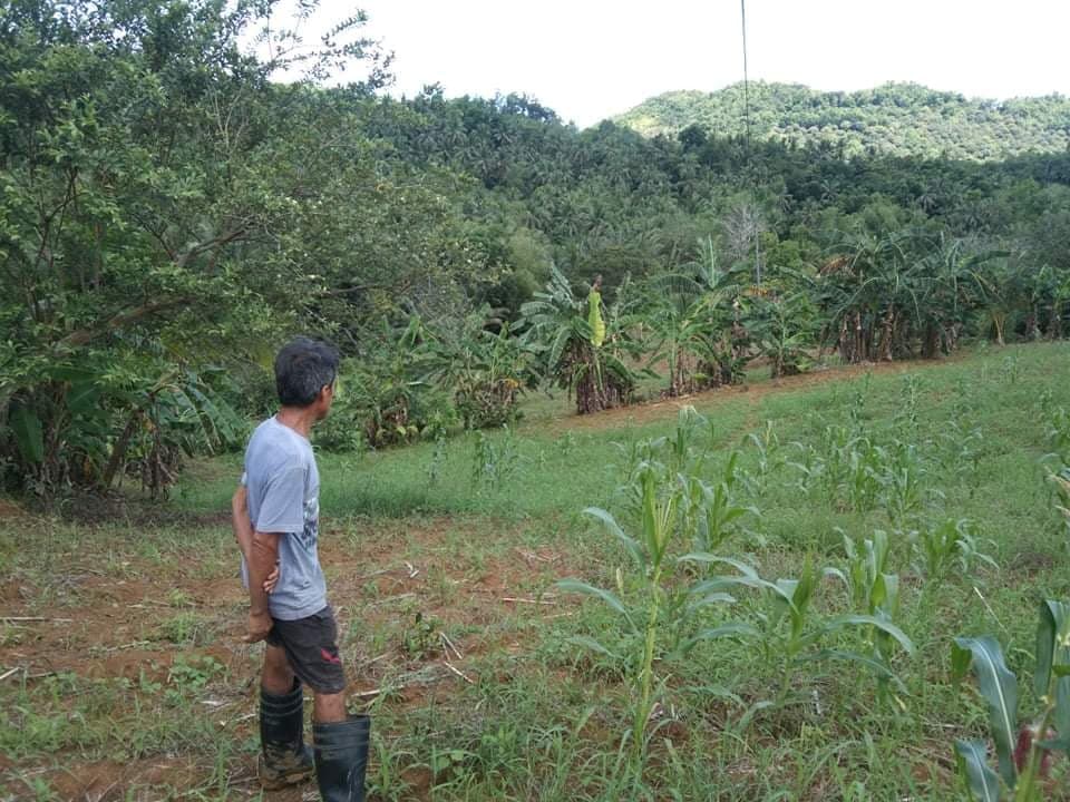 FOR SALE : 24, 728 SQM FARM LOT IN PINAMUNGAJAN - photo 7