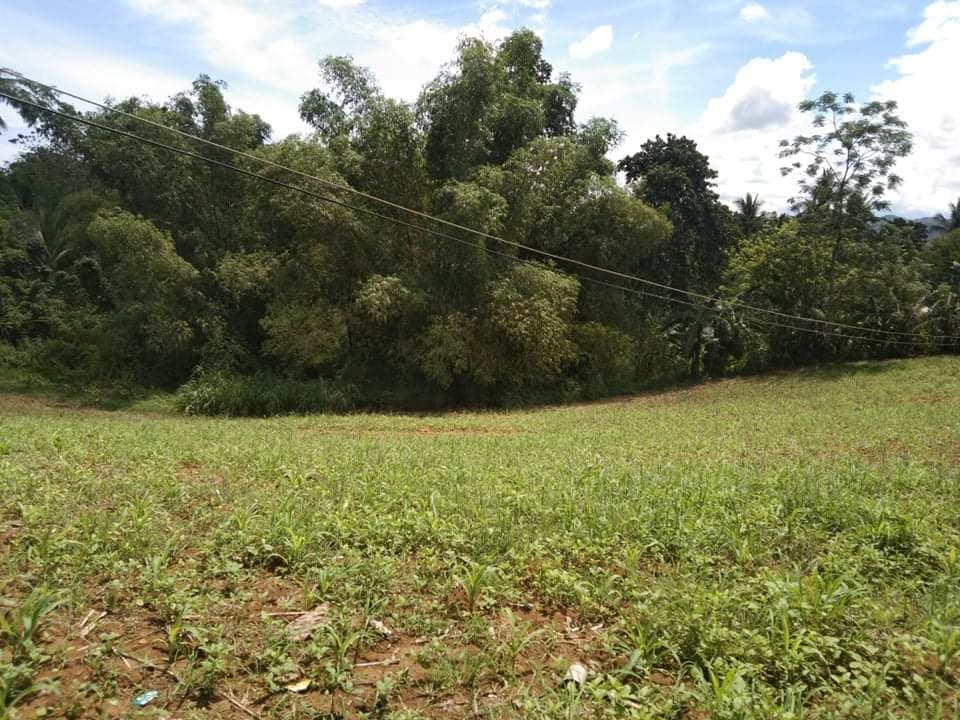 FOR SALE : 24, 728 SQM FARM LOT IN PINAMUNGAJAN - photo 4