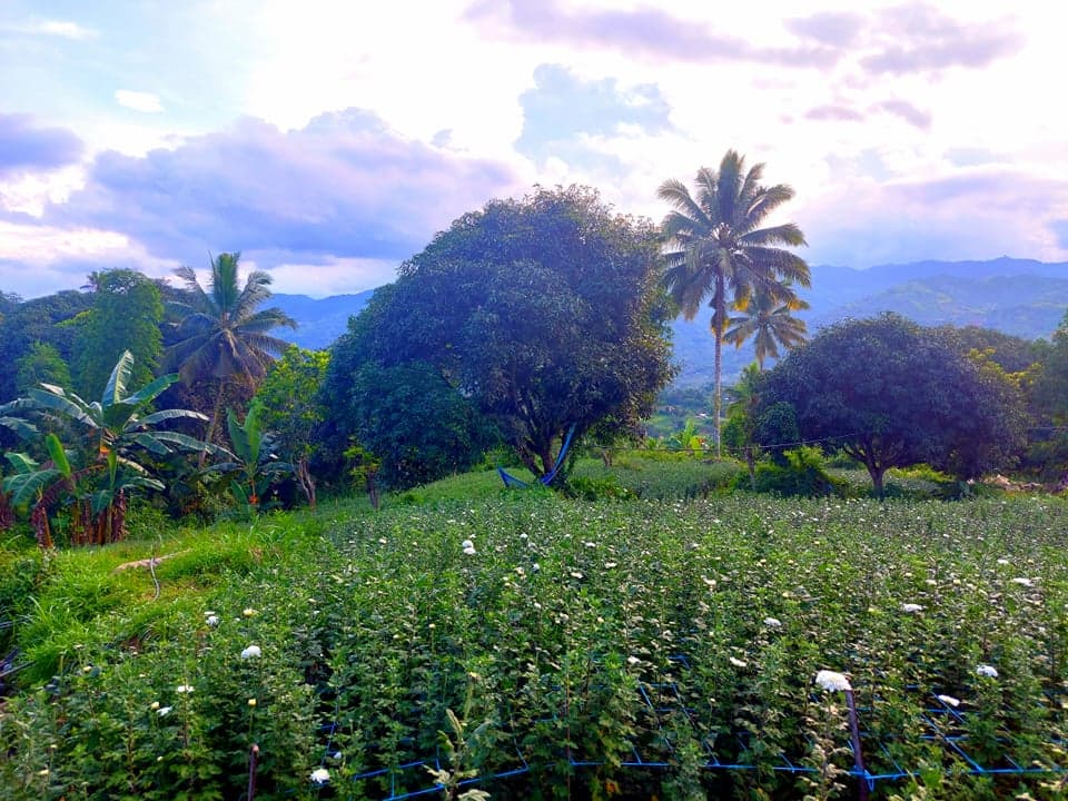 4000 sqm LOT IN BABAG 2, CEBU CITY - photo 5