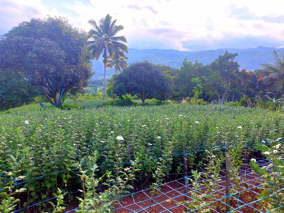 4000 sqm LOT IN BABAG 2, CEBU CITY - photo 3