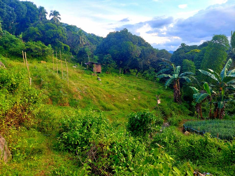 4000 sqm LOT IN BABAG 2, CEBU CITY - photo 7