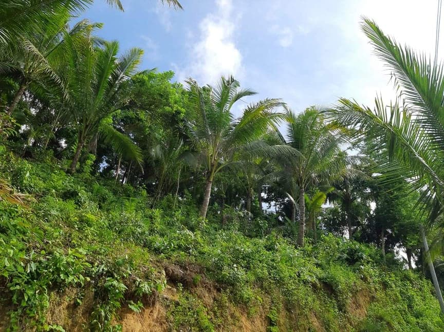 9000 SQM IN SAN FERNANDO CEBU - photo 2