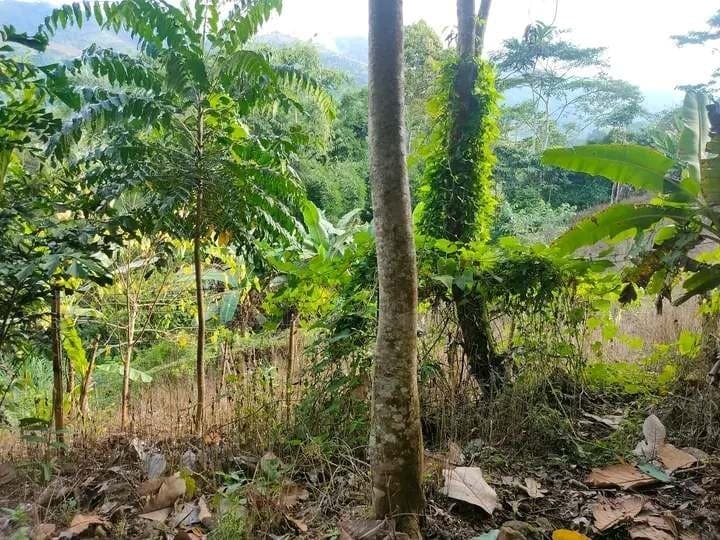 7,400 sqm Lot for Sale in Mat-i, Claveria, Misamis Oriental - photo 1