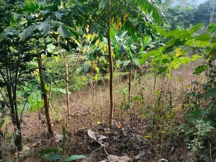 7,400 sqm Lot for Sale in Mat-i, Claveria, Misamis Oriental - photo 3