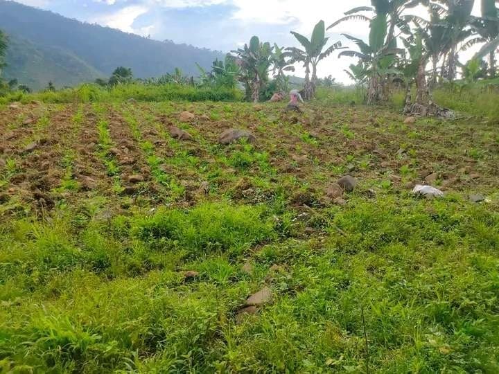 7,400 sqm Lot for Sale in Mat-i, Claveria, Misamis Oriental - photo 4