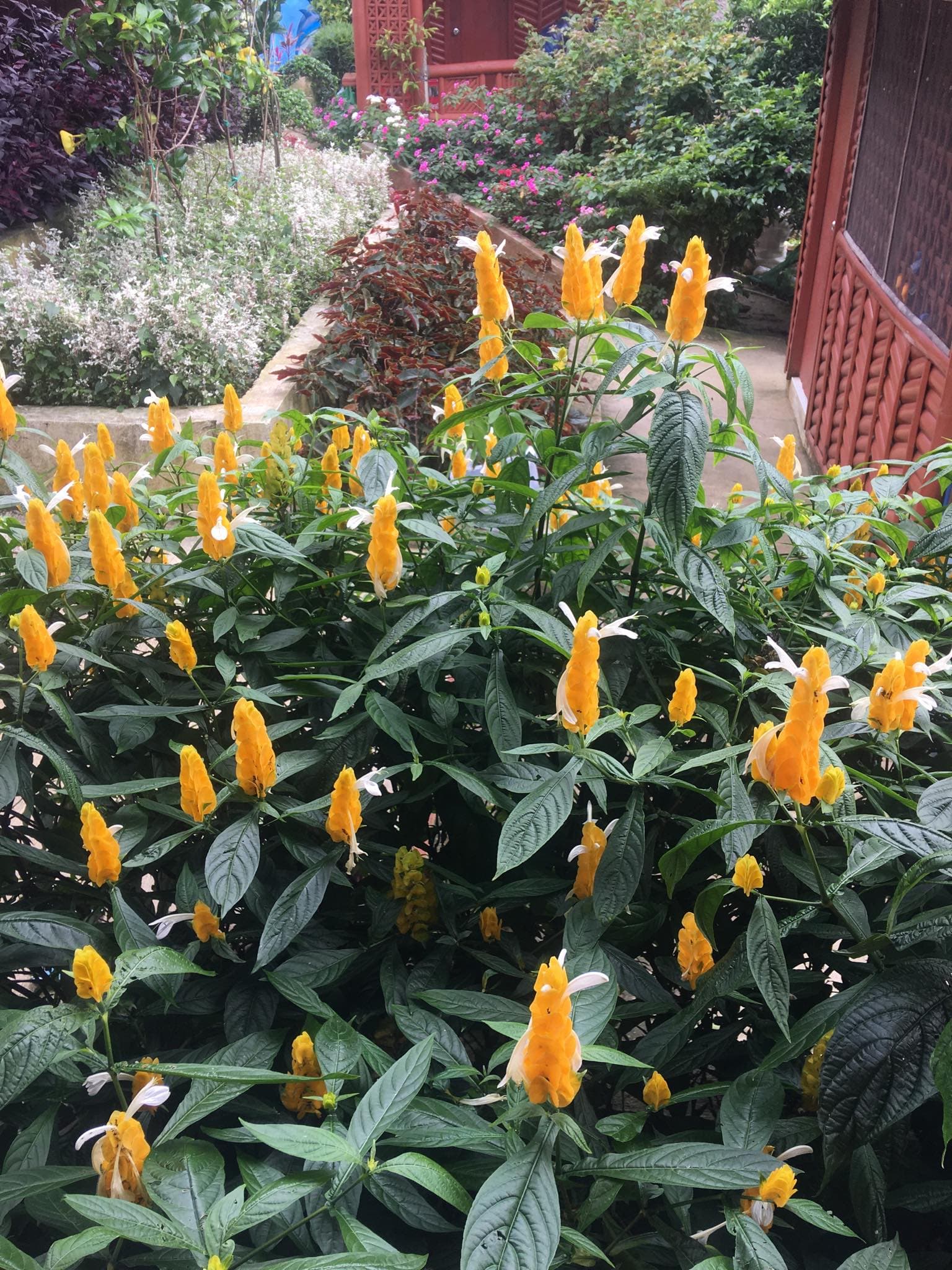 Developed Lot for sale in Busay - photo 5