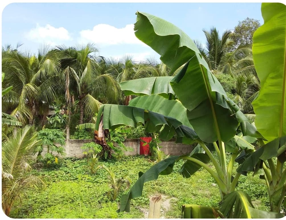 RUSH LOT FOR SALE - photo 4