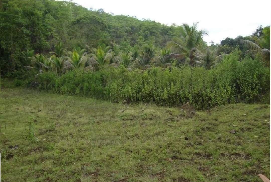 AGRICULTURAL LOT CLEAN TITLE FOR SALE IN DALID, TABUELAN - photo 4