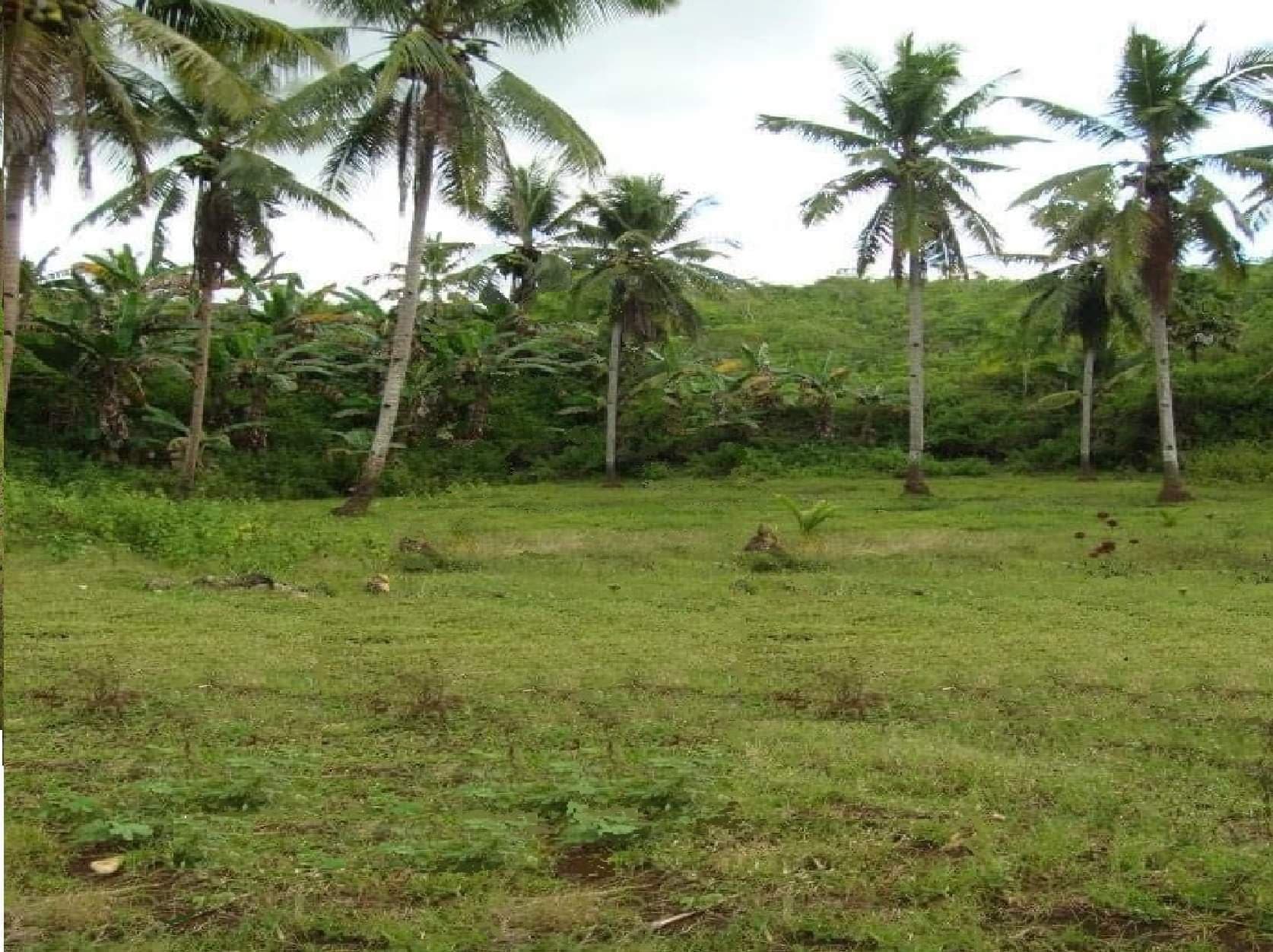 AGRICULTURAL LOT CLEAN TITLE FOR SALE IN DALID, TABUELAN - photo 2