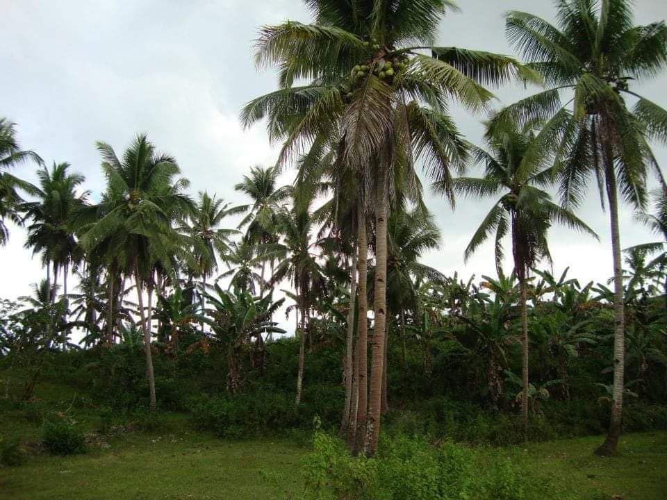 AGRICULTURAL LOT CLEAN TITLE FOR SALE IN DALID, TABUELAN
