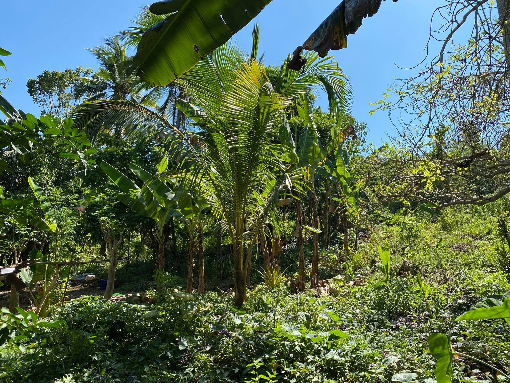 AGRICULTURAL LOT CLEAN TITLE IN POBLACION ,TABUELAN FOR SALE - photo 3